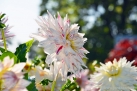 75/4 Semi-Kaktus-Dahlie "Mick´s Peppermint"