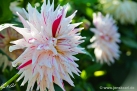 75/5 Semi-Kaktus-Dahlie "Mick´s Peppermint"