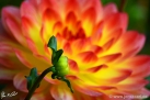 79/1 Dahlie "Paso Doble"