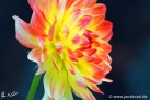 79/2 Dahlie "Paso Doble"