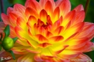 79/3 Dahlie "Paso Doble"