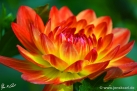 79/4 Dahlie "Paso Doble"