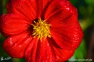 80/1 Dahlie "Philine"