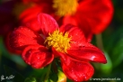 80/2 Dahlie "Philine"