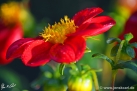 80/3 Dahlie "Philine"