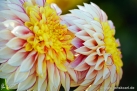 81/3 Dahlie "Powder Puff Polca"