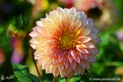 81/4 Dahlie "Powder Puff Polca"