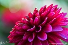 82/1 Dahlie "Purple Flame"