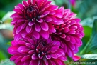 82/2 Dahlie "Purple Flame"
