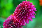 82/3 Dahlie "Purple Flame"