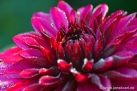 82/4 Dahlie "Purple Flame"