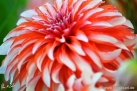 83/1 Dahlie "Santa Claus"