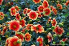 84/4 Dahlie "Schloß Reinbek"
