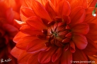 85/2 Dahlie "Stadt Spremberg"