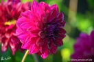 86/4 Dahlie "Tomo"