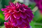 86/5 Dahlie "Tomo"