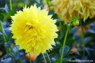 87/2 Semi-Kaktus-Dahlie "Uckermark"