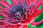 88/1 Kaktus-Dahlie "Victory Day"