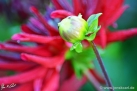 88/3 Kaktus-Dahlie "Victory Day"
