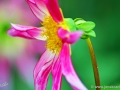 74/4 Dahlie "Alpen Wind"