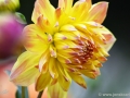 74/5 Dahlie "Anna Donatz"