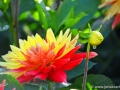 74/8 Semi-Kaktus-Dahlie "Biedermannsdorf"
