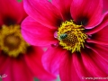 74/11 Dahlie "Blickfang"
