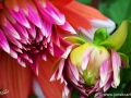 74/19 Dahlie "Csacha"