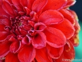 74/22 Ball-Dahlie "Diable Rouge"