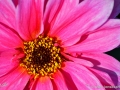 74/26 Duplex-Dahlie "Fascination"
