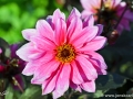 74/27 Duplex-Dahlie "Fascination"