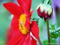 74/28 Dahlie "Feuerrad"
