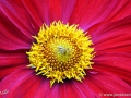74/29 Dahlie "Feuerrad"