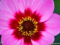 74/43 Dahlie "Happy Single Wink"