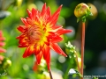 74/54 Semi-Kaktus-Dahlie "Karma Bon Bini"