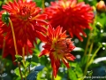 74/55 Semi-Kaktus-Dahlie "Karma Bon Bini"