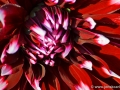 74/59 Dahlie "Kazusa-Shiranami"