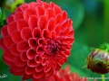 74/65 Ball-Dahlie "Kochelsee"