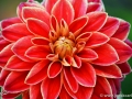 74/71 Dahlie "Maxim"