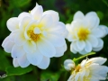 74/74 Dahlie "Miniweiß"