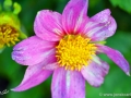 74/77 Dahlie "Murillo"