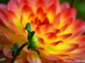 74/84 Dahlie "Paso Doble"