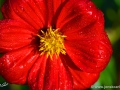 74/85 Dahlie "Philine"