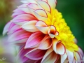 74/86 Dahlie "Powder Puff Polca"