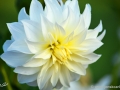 74/87 Dahlie "Prinzessin Irene von Preussen"