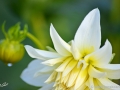 74/88 Dahlie "Prinzessin Irene von Preussen"