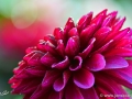 74/89 Dahlie "Purple Flame"