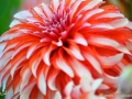 74/93 Dahlie "Santa Claus"
