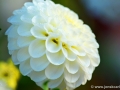 74/95 Pompon-Dahlie "Schneeflocke"