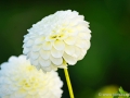 74/96 Pompon-Dahlie "Schneeflocke"